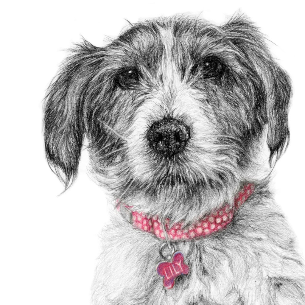 terrier dog portrait drawing in close up
