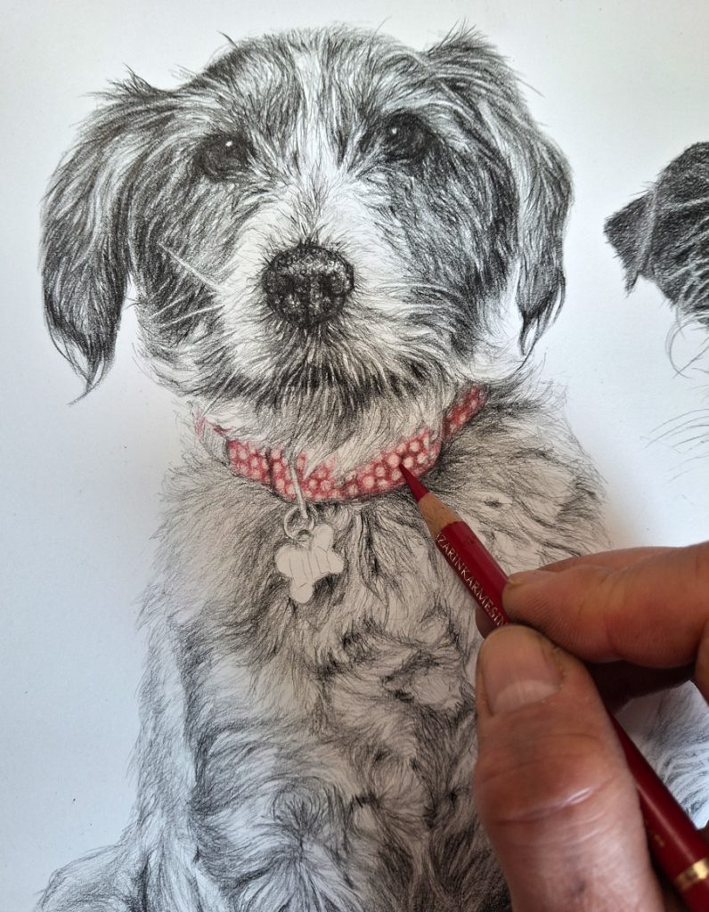 terrier dog collar being drawn on paper