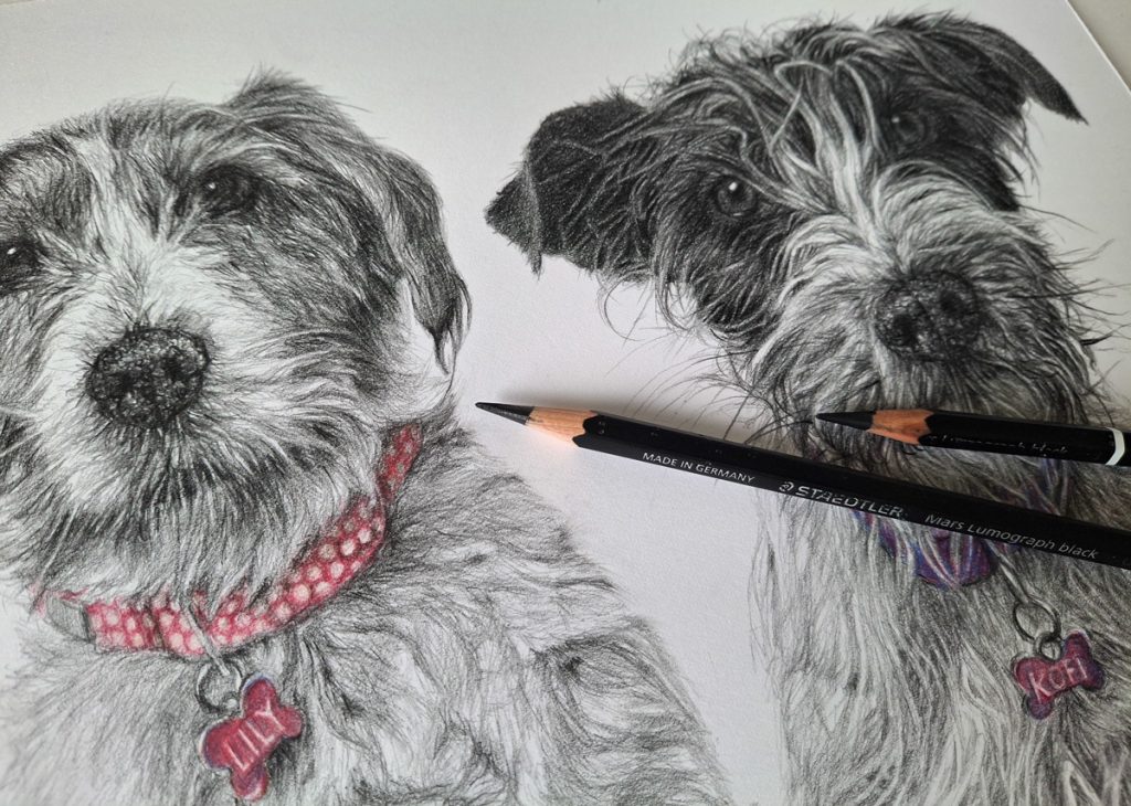 the drawing of two terrier dogs with pencils on paper in detail