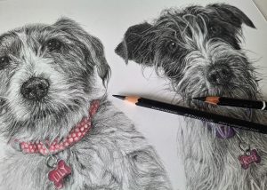 the drawing of two terrier dogs with pencils on paper in detail