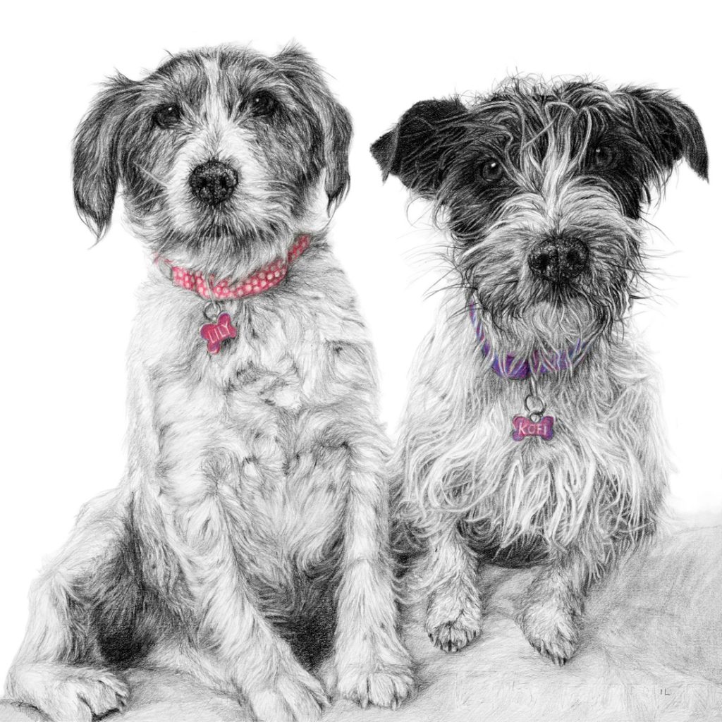 pencil portrait drawing of two terrier dogs sitting together